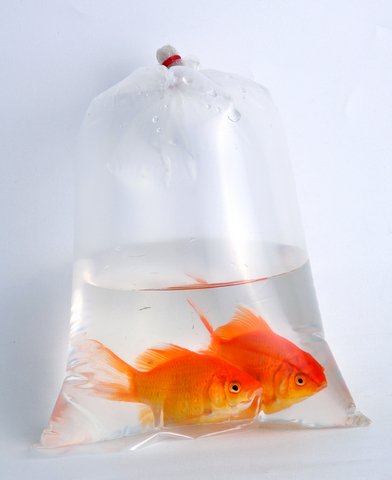 goldfish in bag