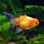 Pearl-scale Goldfish